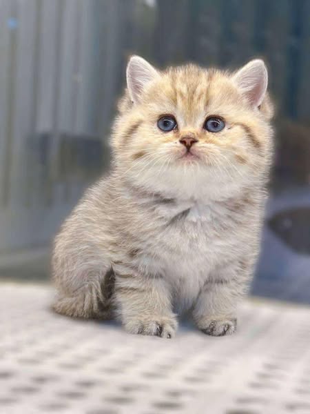 British Shorthair