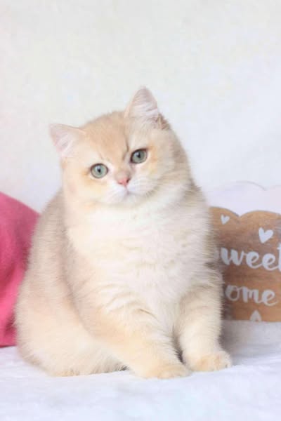 British Shorthair