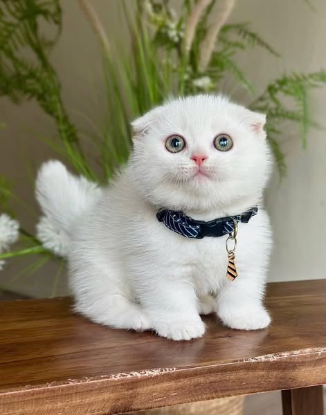 Munchkin Fold