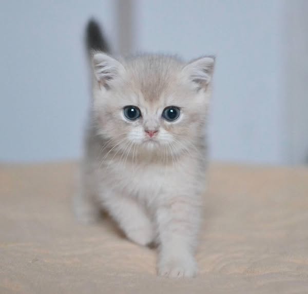 British Shorthair