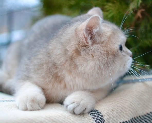 British Shorthair