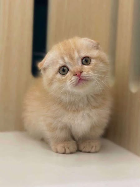 Munchkin Fold