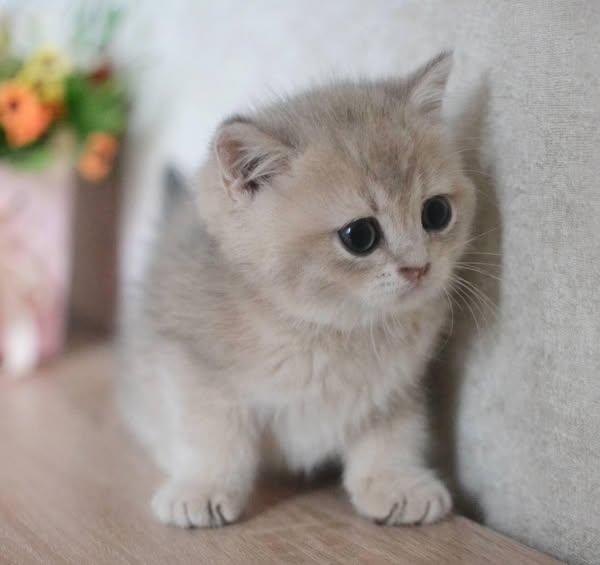 British Shorthair