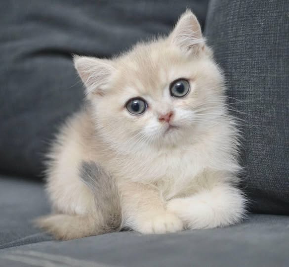 British Shorthair