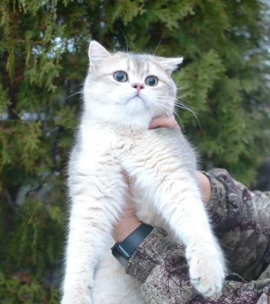 British Shorthair