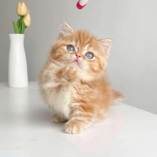 Munchkin