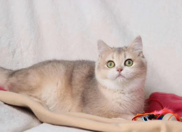 British Shorthair