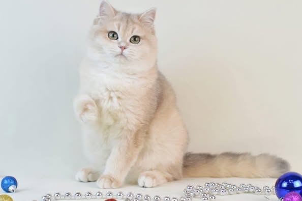 British Shorthair