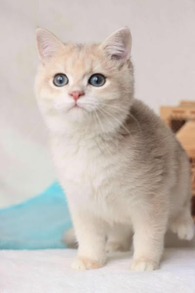British Shorthair