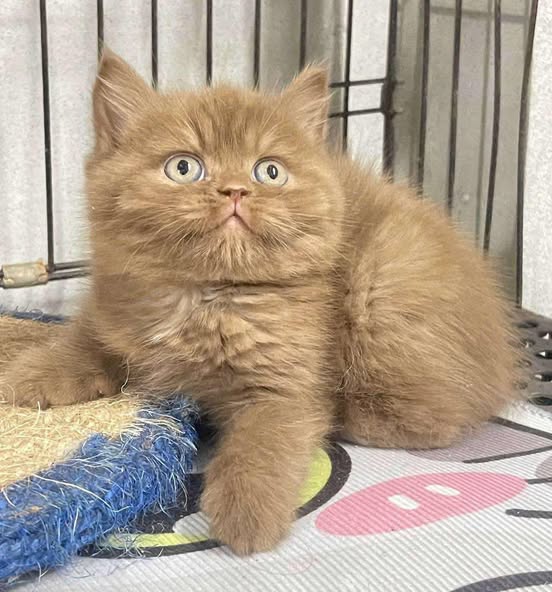 British Shorthair