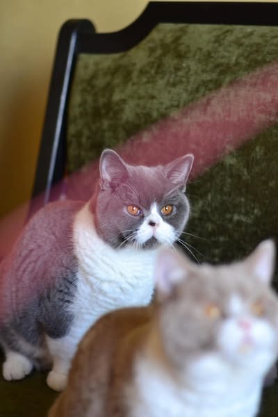 British Shorthair