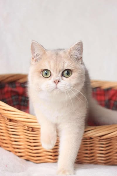 British Shorthair