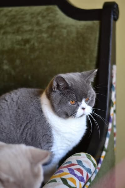 British Shorthair