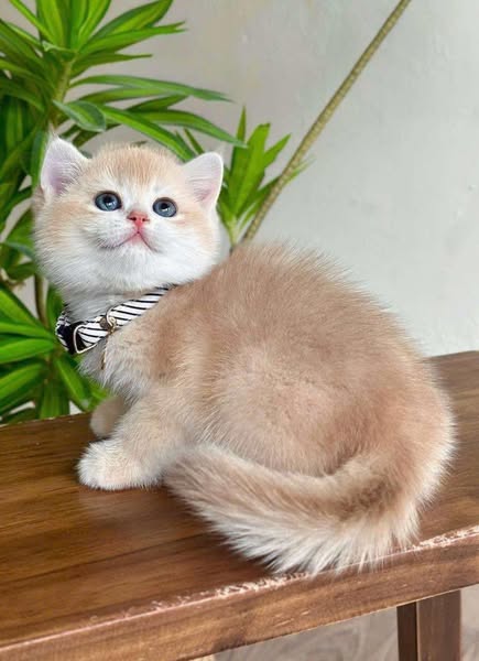 British Shorthair