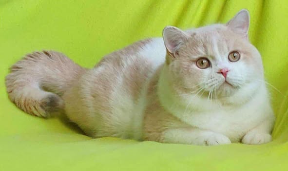 British Shorthair