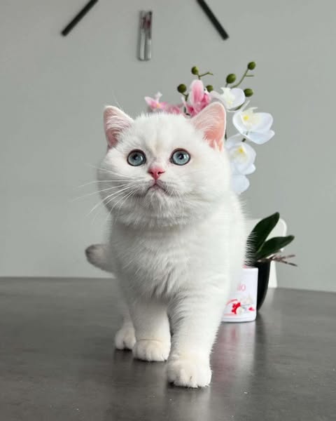 British Shorthair