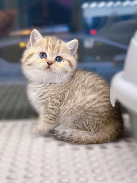 British Shorthair