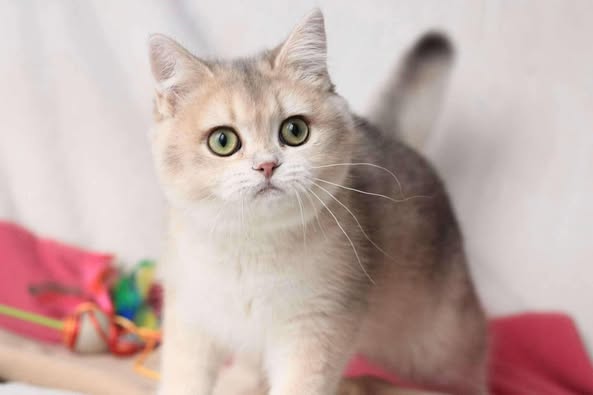 British Shorthair