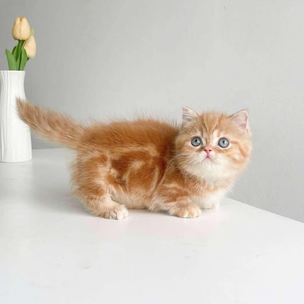 Munchkin