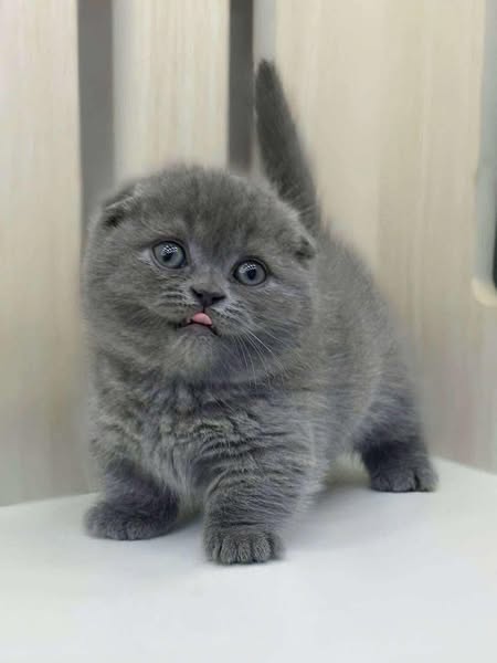 Munchkin Fold