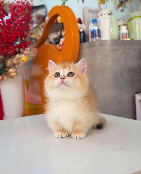 Munchkin