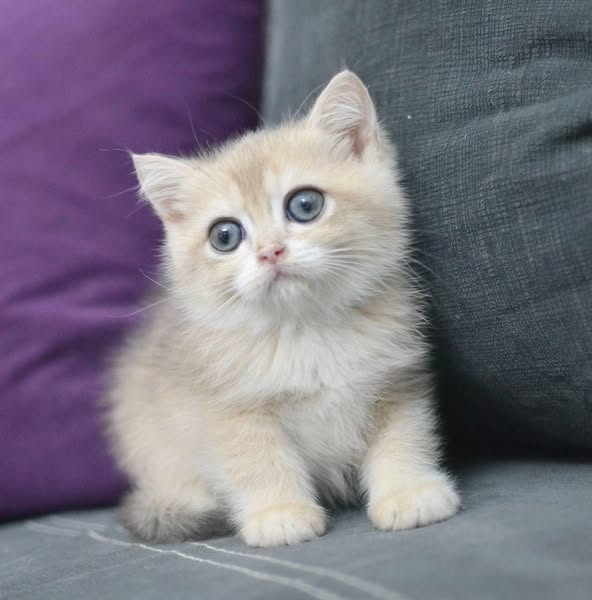 British Shorthair