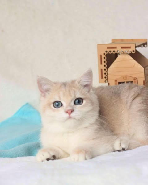 British Shorthair