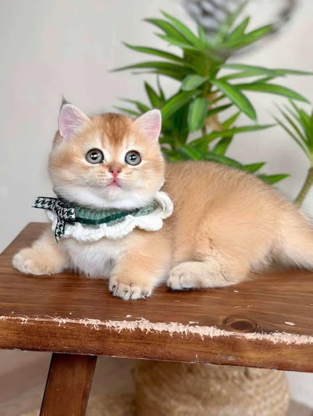 Munchkin