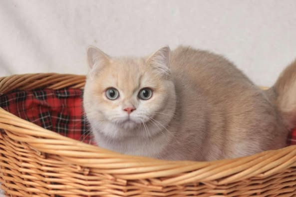 British Shorthair