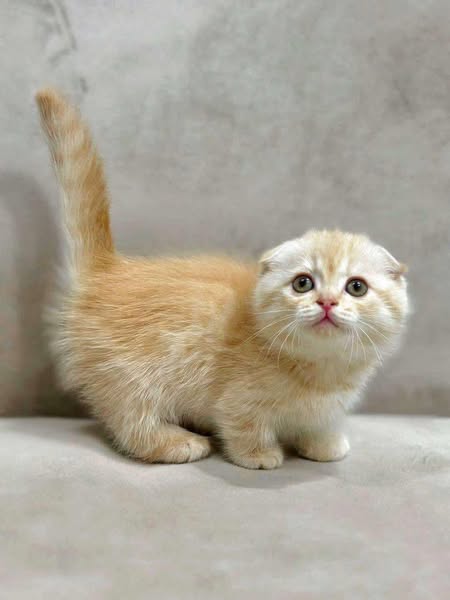 Munchkin Fold