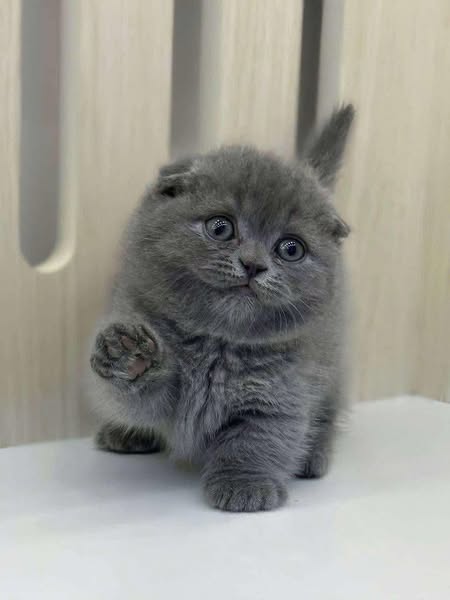 Munchkin Fold