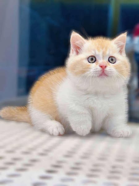 Munchkin