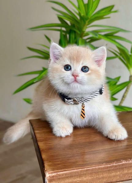 British Shorthair