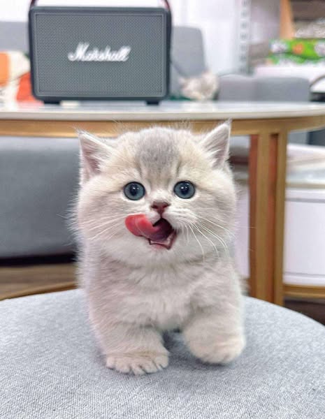 Munchkin