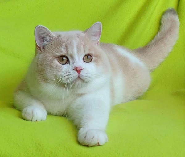 British Shorthair