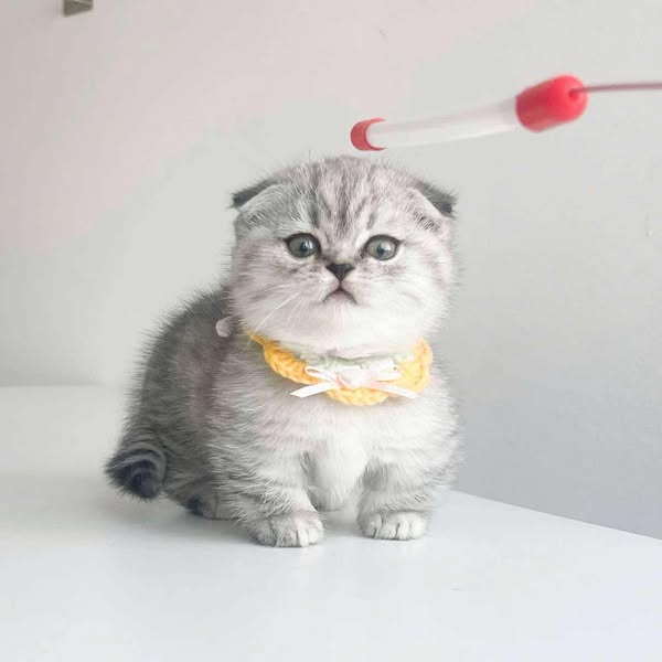 Munchkin Fold