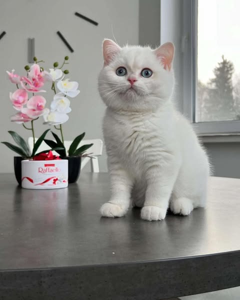 British Shorthair
