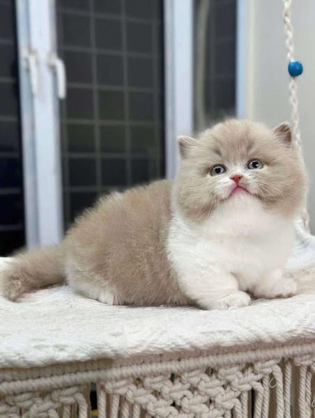 Munchkin Longhair