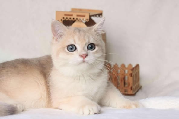 British Shorthair