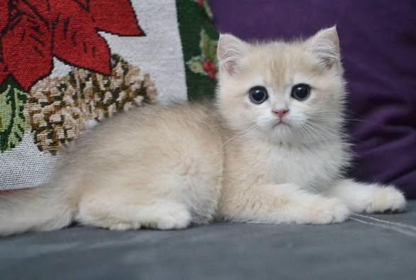 British Shorthair