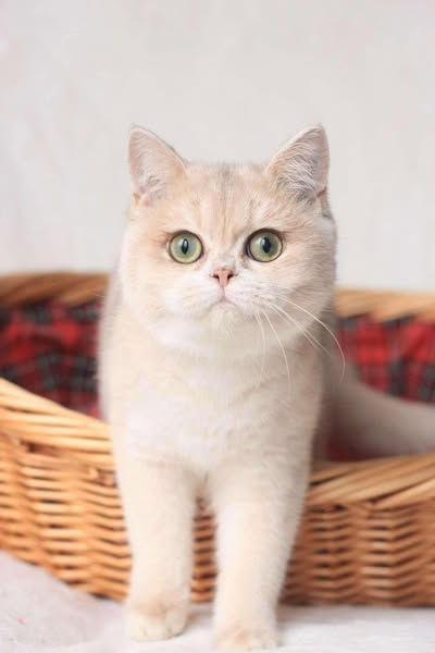 British Shorthair