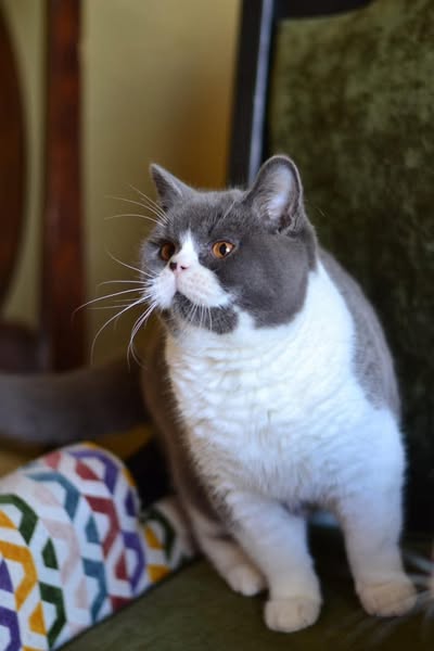 British Shorthair