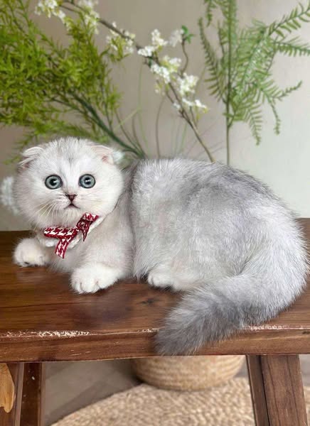 Munchkin Fold
