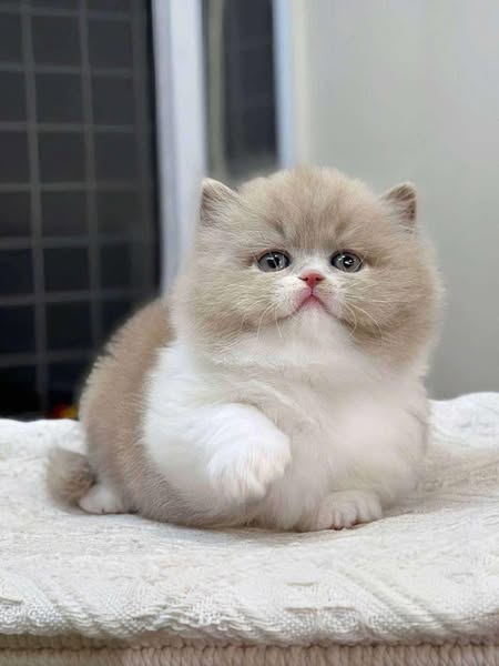 Munchkin Longhair