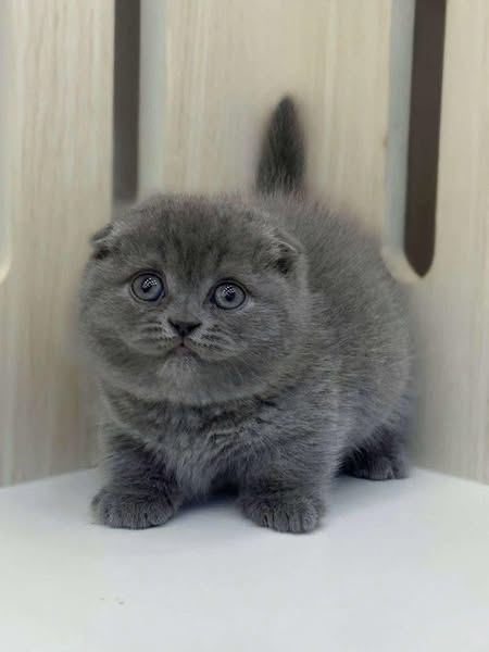 Munchkin Fold