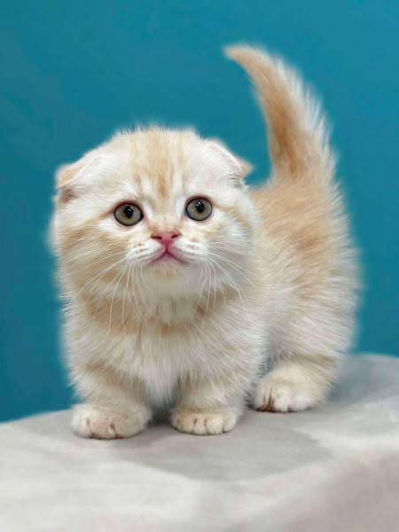 Munchkin Fold