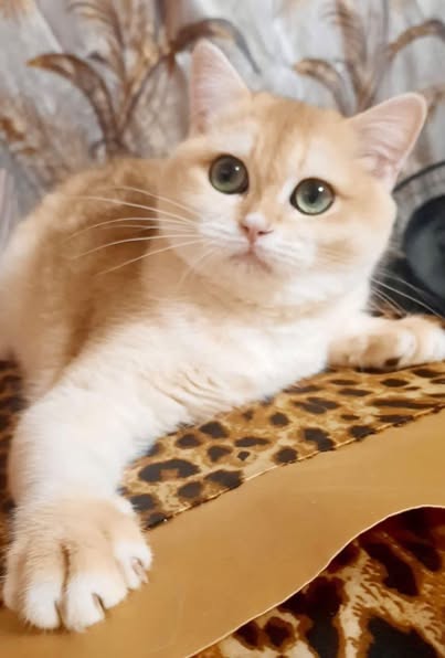 British Shorthair