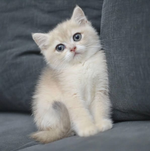 British Shorthair