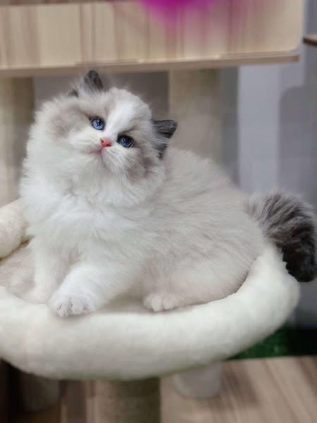Ragdoll