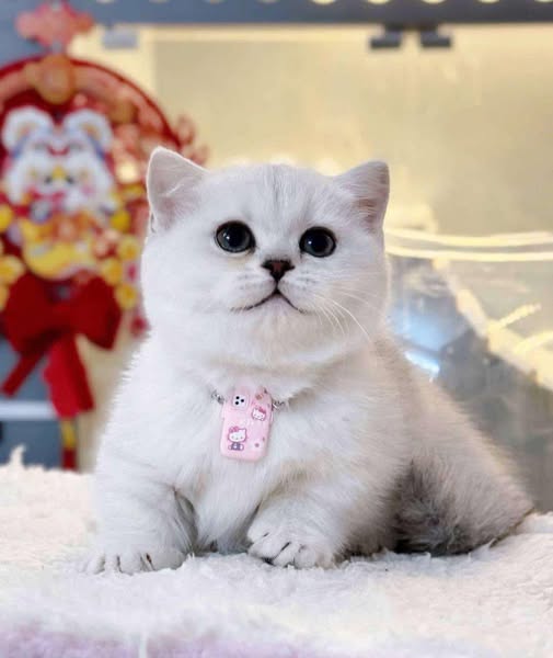 Munchkin